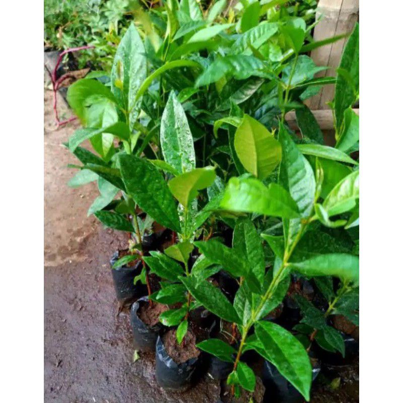 Tanaman Daun Salam, pohon salam , Pohon daun salam