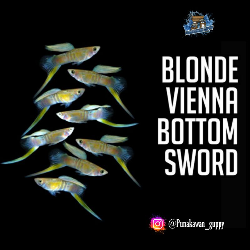 Blonde vienna bottom sword