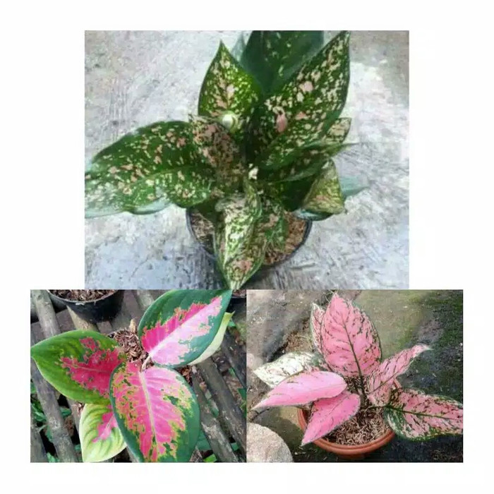 paket 3 tanaman hias aglonema kocin-ruby-valentine