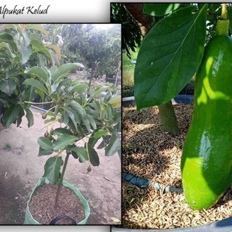 paket 4 bibit alpukat kelud gratis 2 bibit okulasi