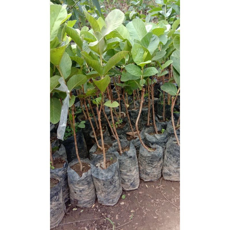 

bibit jambu sukun merah stek/okulasi,