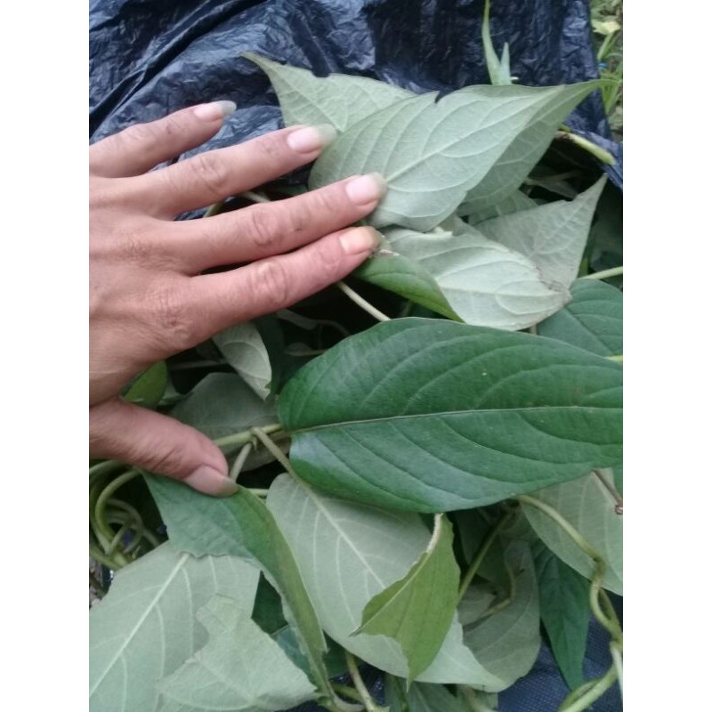 

promo daun sembukan atau kentutan segar 500gram