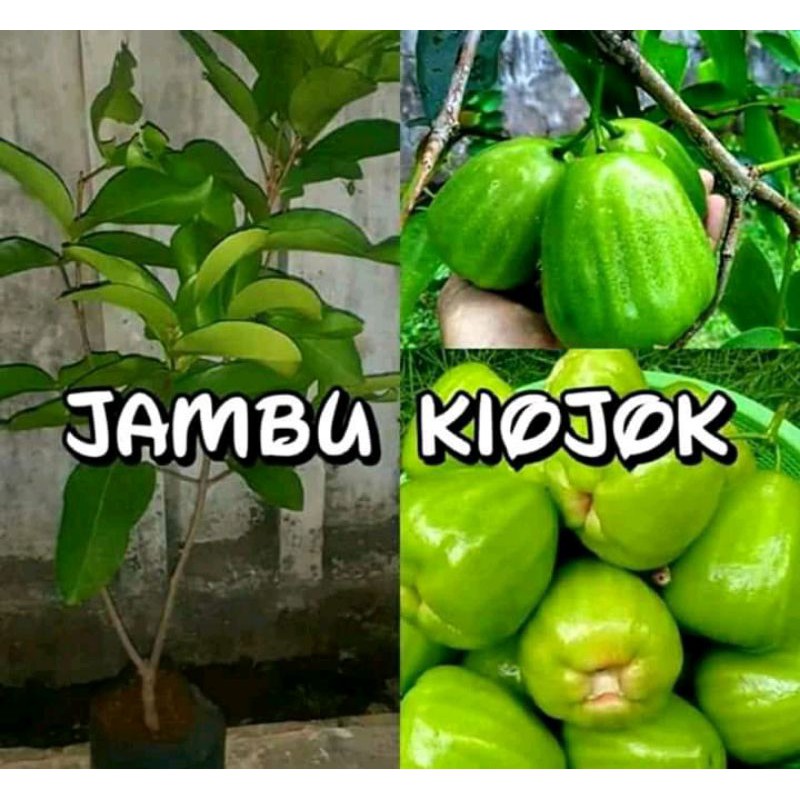 BIBIT JAMBU AIR KIOJOK