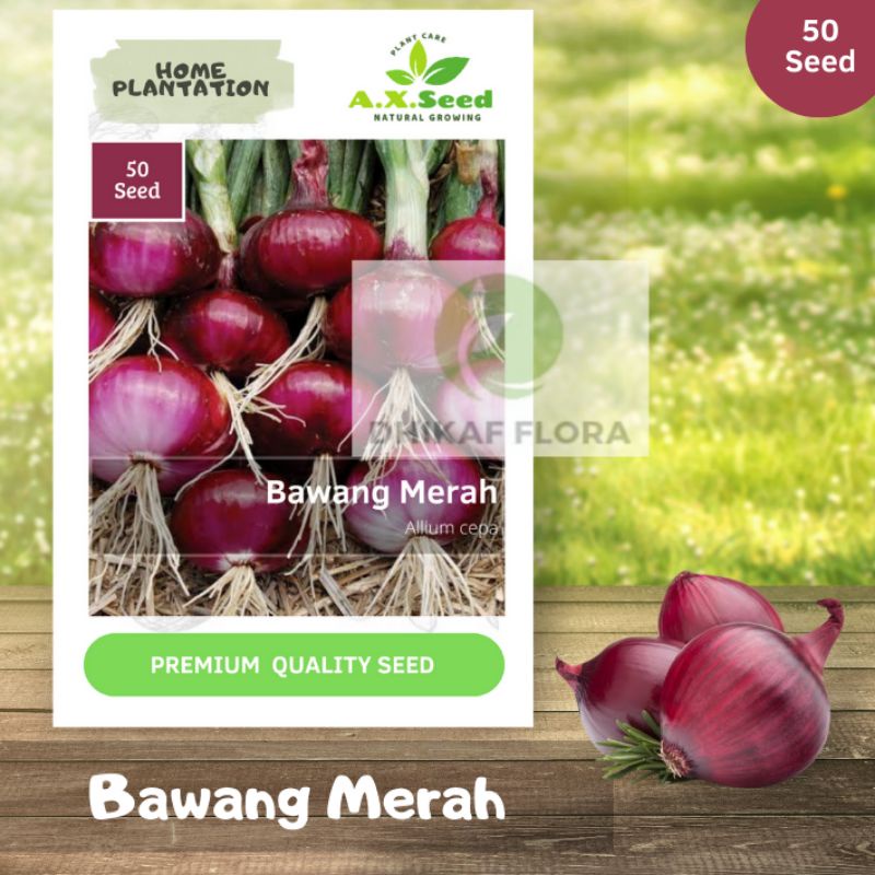 Benih Bibit Bawang Merah (AX Seed)