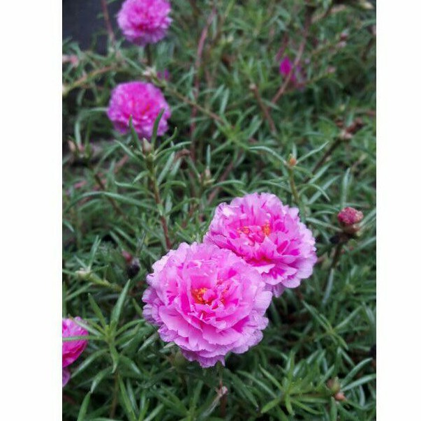 Bunga Mossrose / Pukul Sembilan / Krokot PINK BATIK