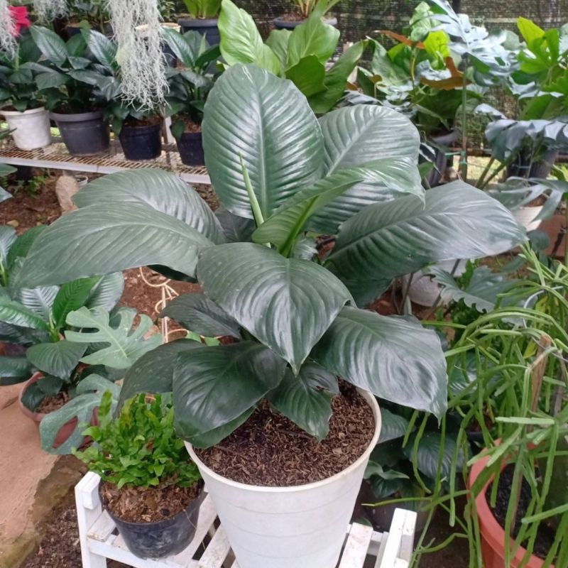 TANAMAN HIAS SPATUPHILUM BANGKOK / MANALOA KINGWOOD