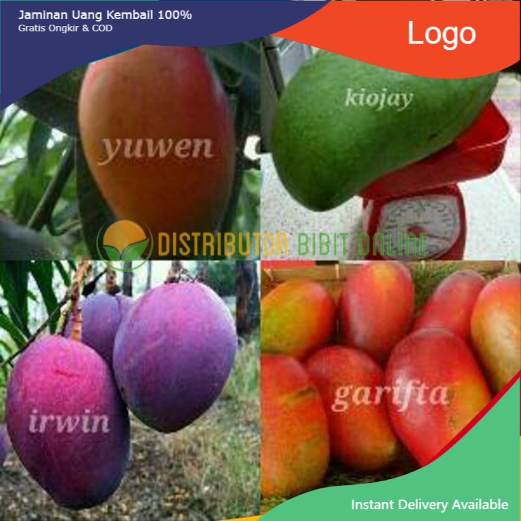 Paket 4 bibit mangga super ( kiojay yuwen irwin garifta merah )