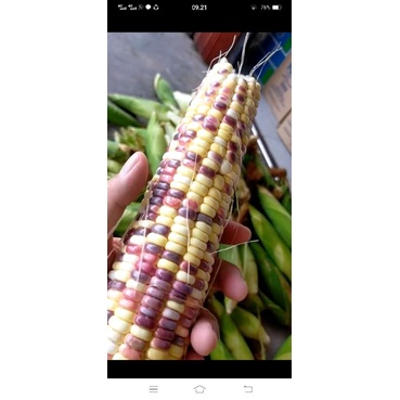 

#jagung#kentan#warna#warni