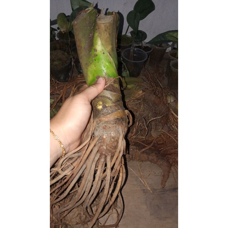 

bongolan nebula paket satuan