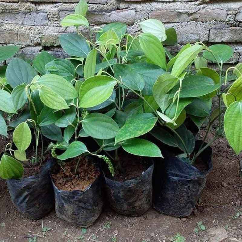 Bibit Lada Perdu Murah Siap Tanam