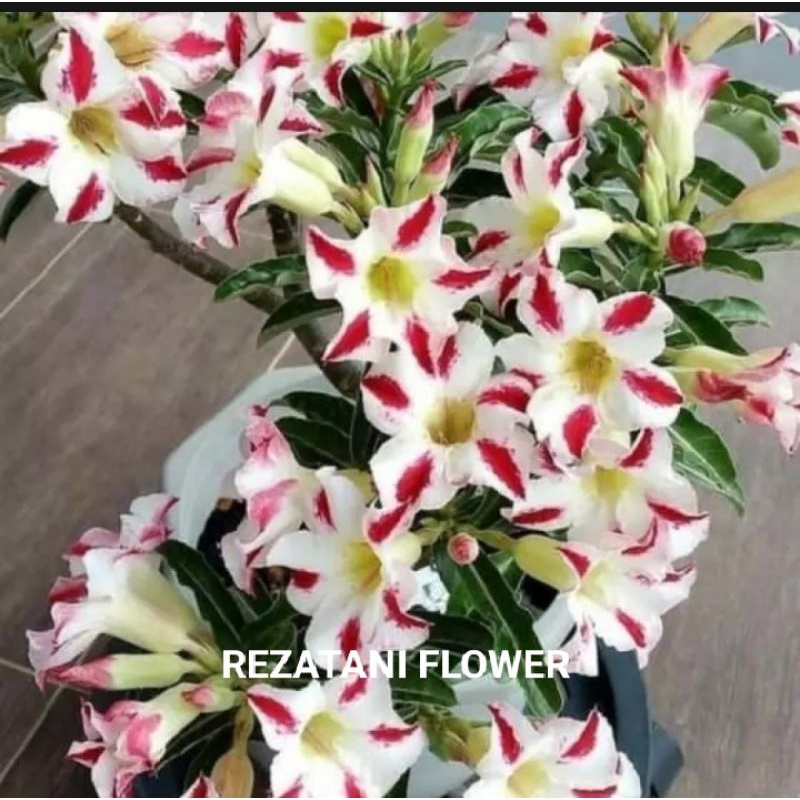 bibit adenium cabang seribu bunga putih/adenium cabang seribu bunga putih/Kamboja Jepang/adenium