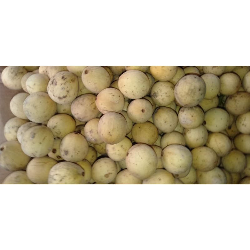 

Buah Dukuh manis segar