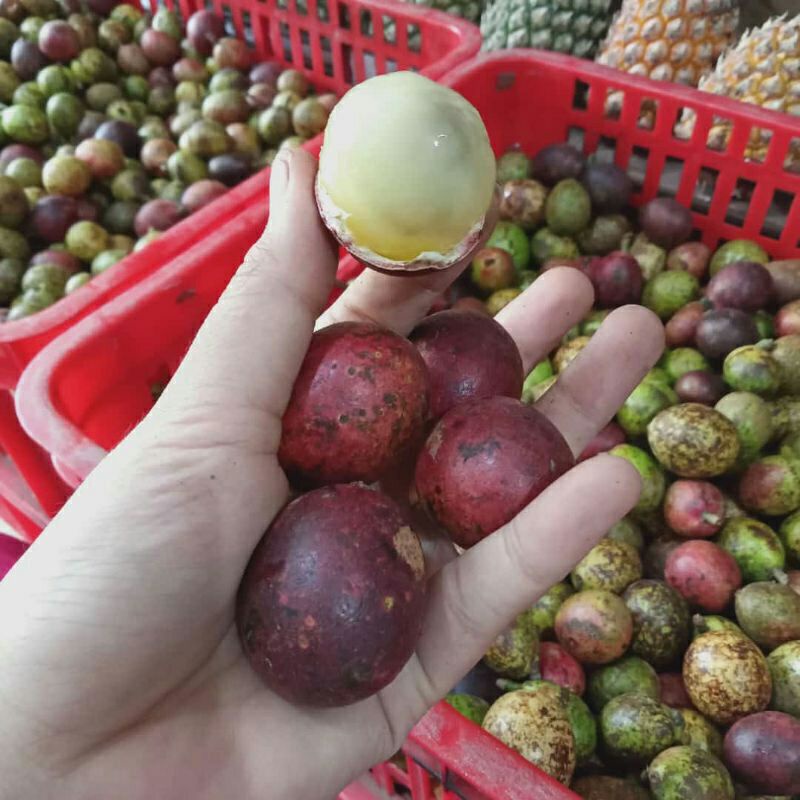 

BUAH MATOA / BUAH AJAIB TIGA RASA (KELENGKENG, RAMBUTAN, DURIAN) 1 BUNGKUS