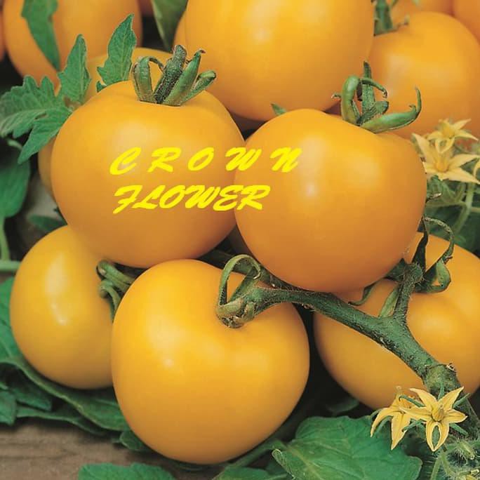 

Ini Benih Tomat Golden Sunrise F1 Fothergills Segera Beli