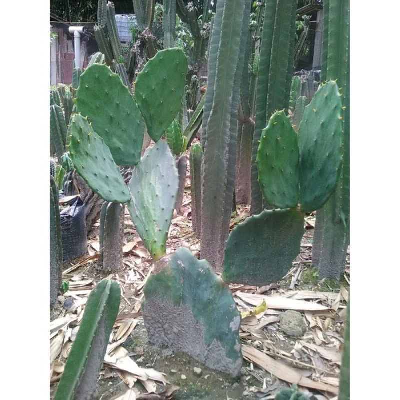 kaktus centong opuntia gomei