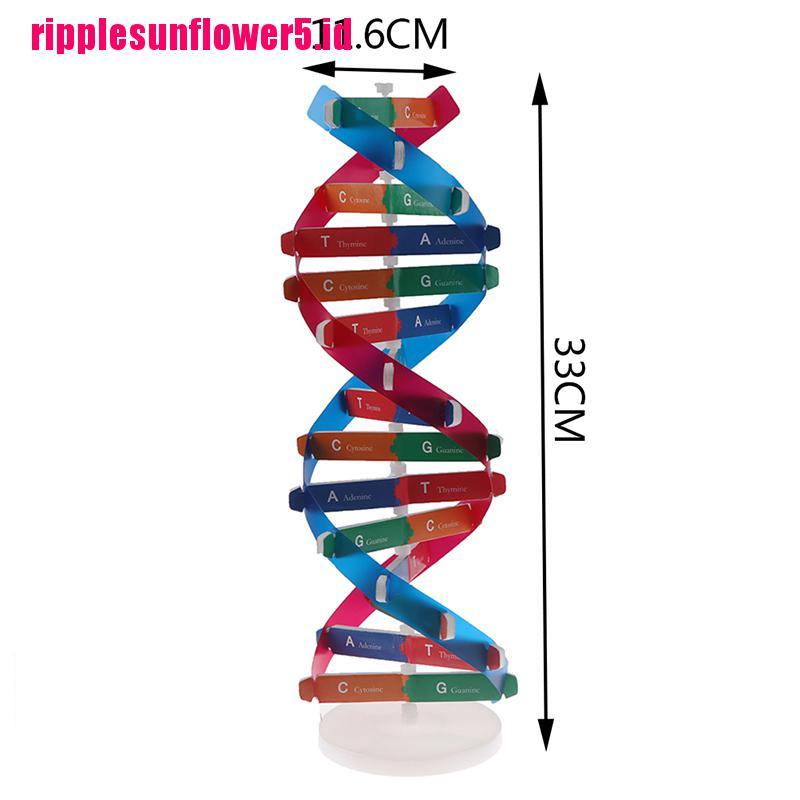 Model Manusia DNA Untuk Edukasi Sains