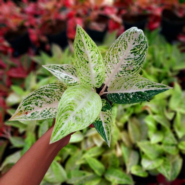 AGLAONEMA / AGLONEMA LEGACY WHITE SUPER