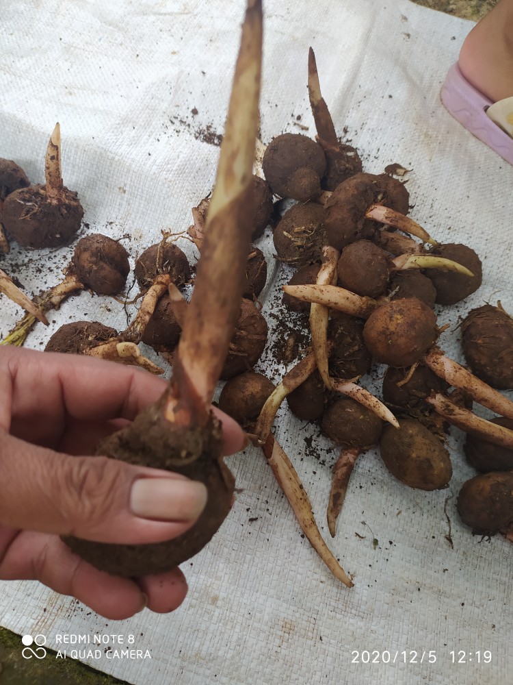 Bibit Umbi Porang Ukuran 20_40 Biji/kg Siap Tanam Super Dorman