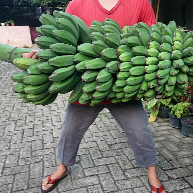 Bibit pisang kepok super jumbo