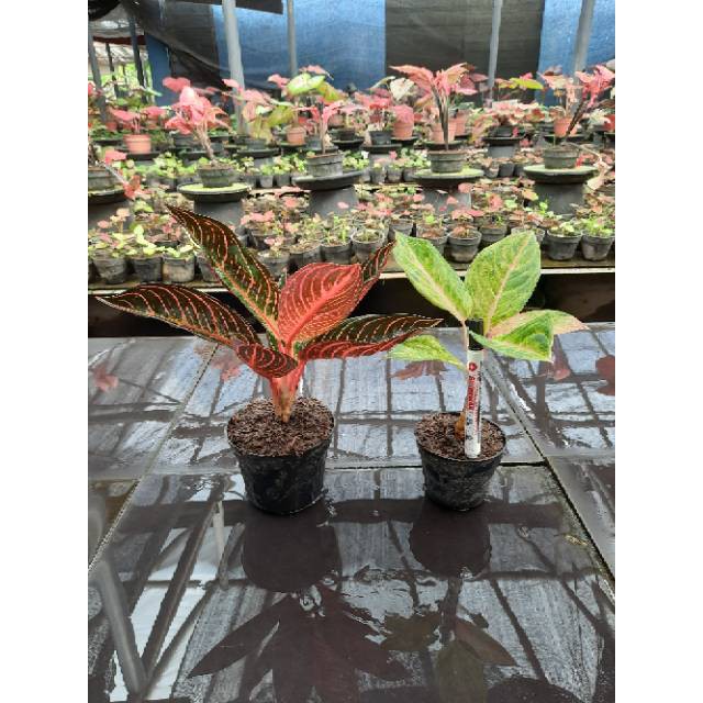 [✅COD] PAKET AGLONEMA - 2 POHON / PAKET AGLONEMA MURAH / TANAMAN HIAS AGLOMEMA / Paketan aglo