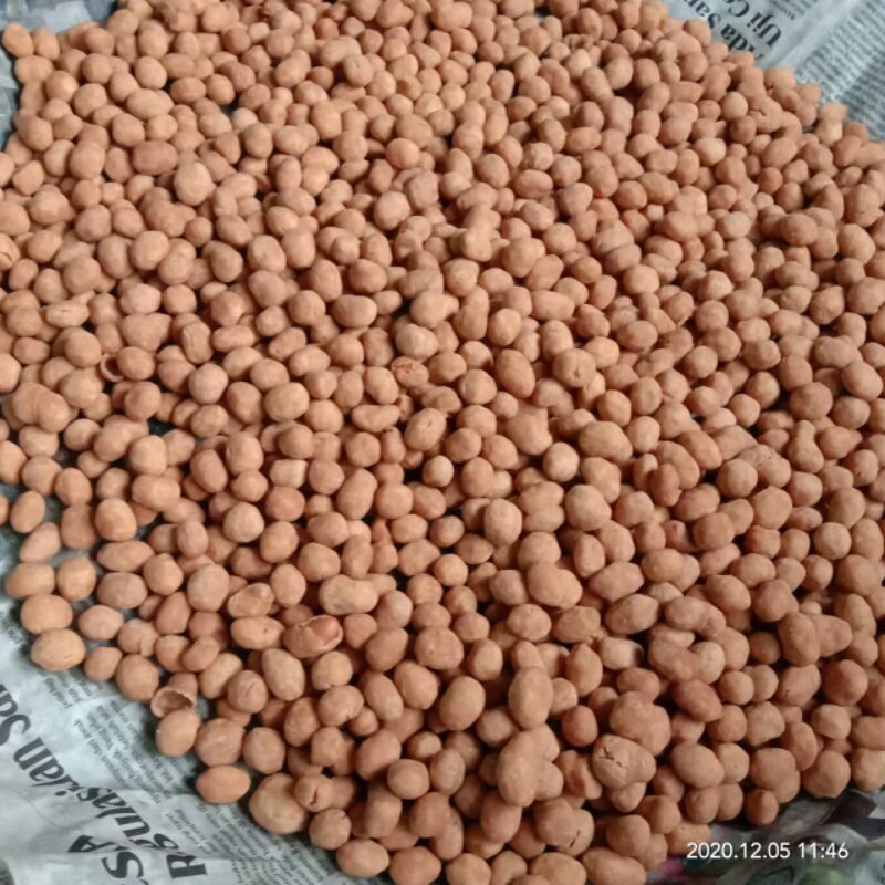 

Kacang Telor