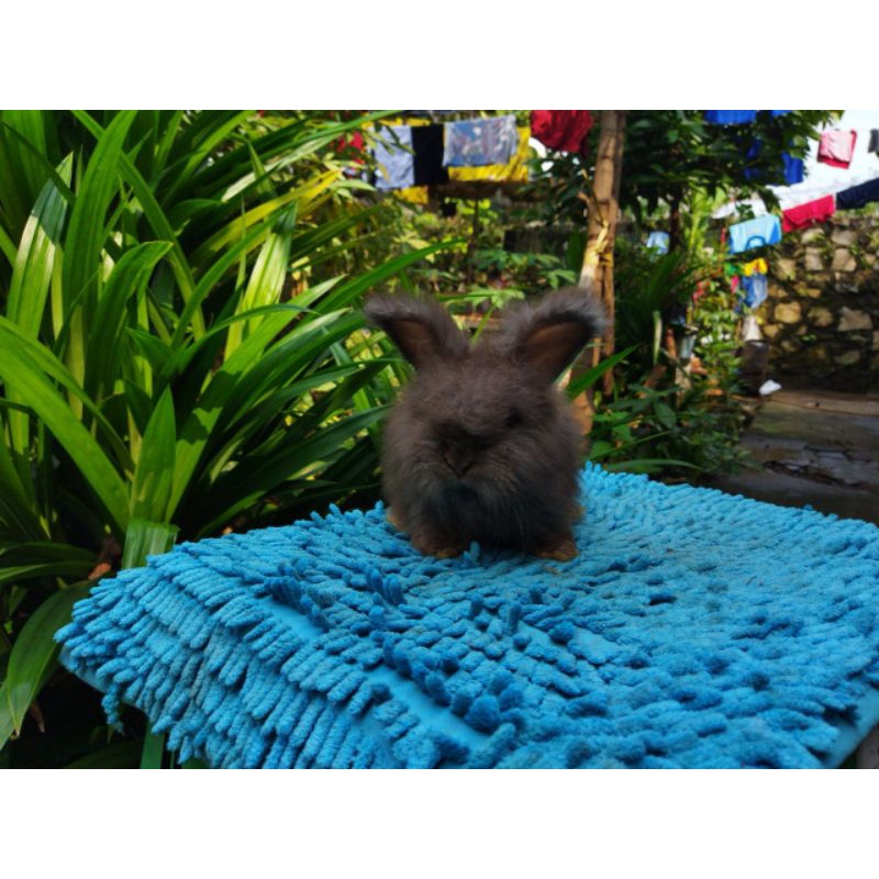 Kelinci Hias EA (English Anggora)