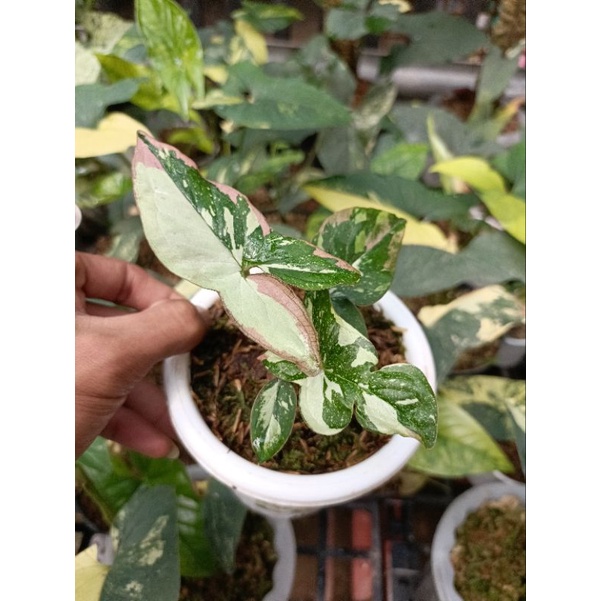 syngonium red spot tri color