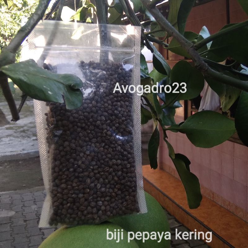 

biji pepaya kering 100gr