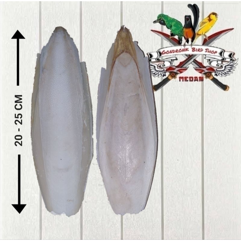 Tulang Sotong Jumbo ukuran 20 - 25