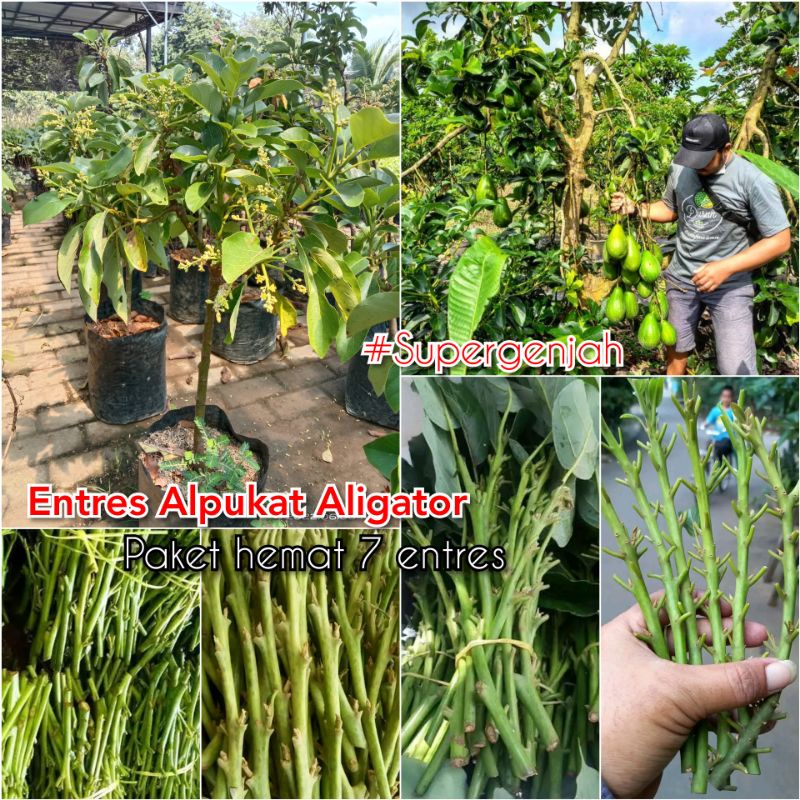 PAKET HEMAT 7 ENTRES ALPUKAT ALIGATOR
