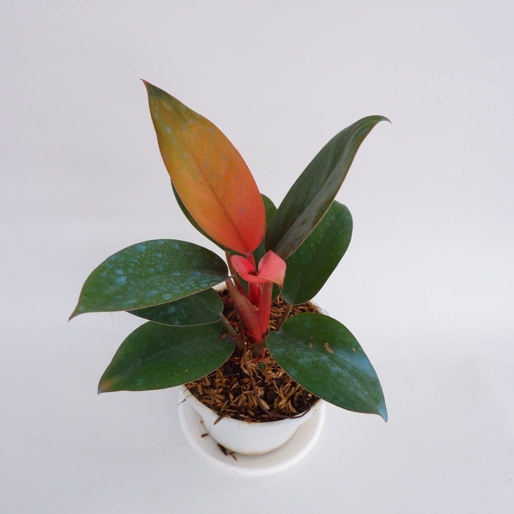 Philo Pink Congo - Tanaman Hias - Tanaman Daun