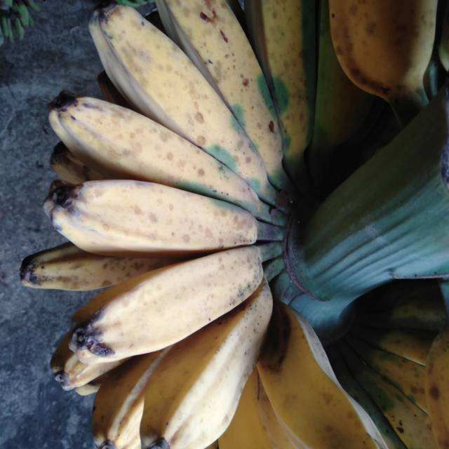 

Pisang Kepok satu sisir~Buah Pisang Kepok 1 sisir