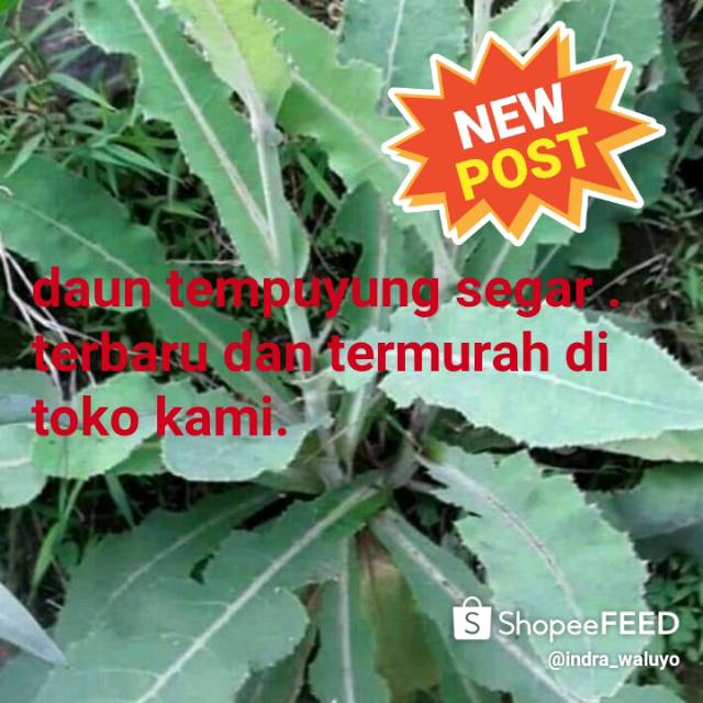 

daun tempuyung segar.