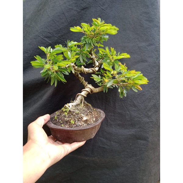 Bonsai Jadi Kaliandra Surinamensis Siap Pajang