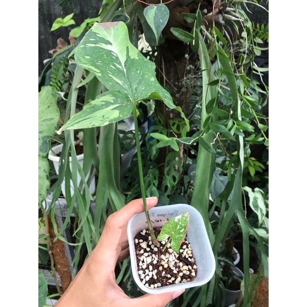 syngonium redspot tricolor
