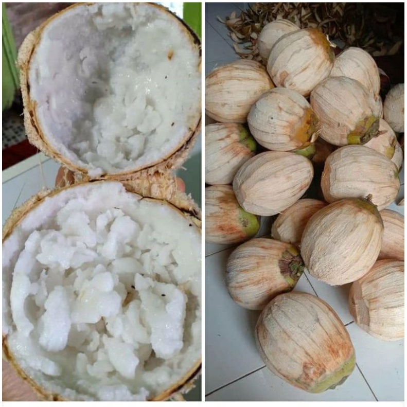 

KELAPA KOPYOR ASLI PATI FRESH PETIK BERGARANSI