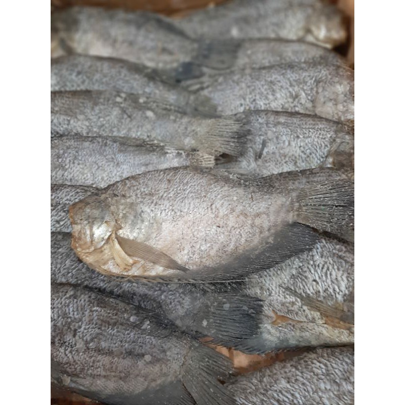 Ikan Asin Sepat Thailand Jumbo 500gr