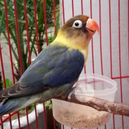 ADEEVAPOINT | BURUNG LOVEBIRD | PB VIO PERSO