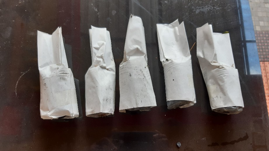 Anggrek Bulan Remaja - Phalaenopsis Hybrid Taiwan