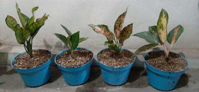 Paket 4 tanaman hias aglonema  valentine rotundum heng  