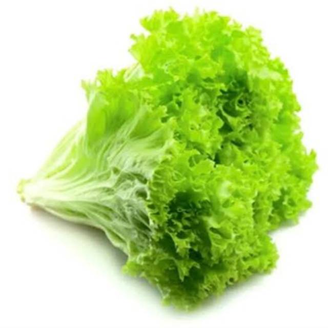 

Daun selada lalap 250 gr