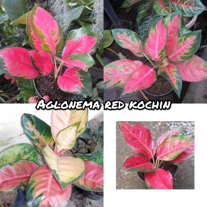 

BIBIT BUNGA AGLONEMA RED KOCHIN