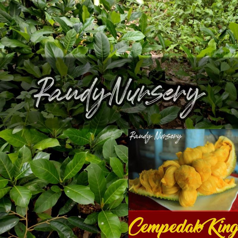 Cempedak king/cempedak nangka jumbo