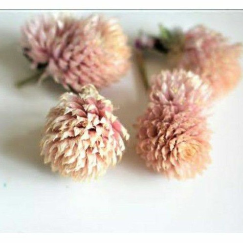 

Globe Amaranth Tea 5g - 25g/Flower Tea