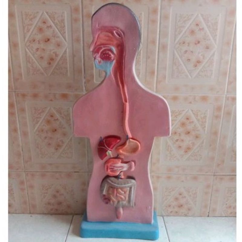 

Torso model pencernaan makanan lepasan