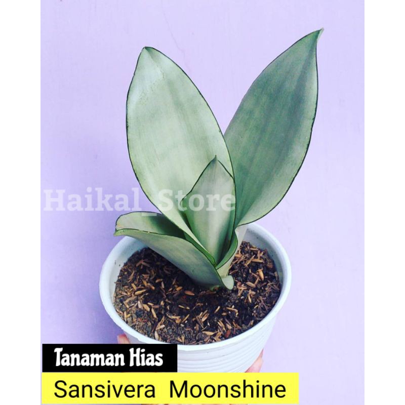 Tanaman Hias sansevieria moonshine - sansivera moonshine