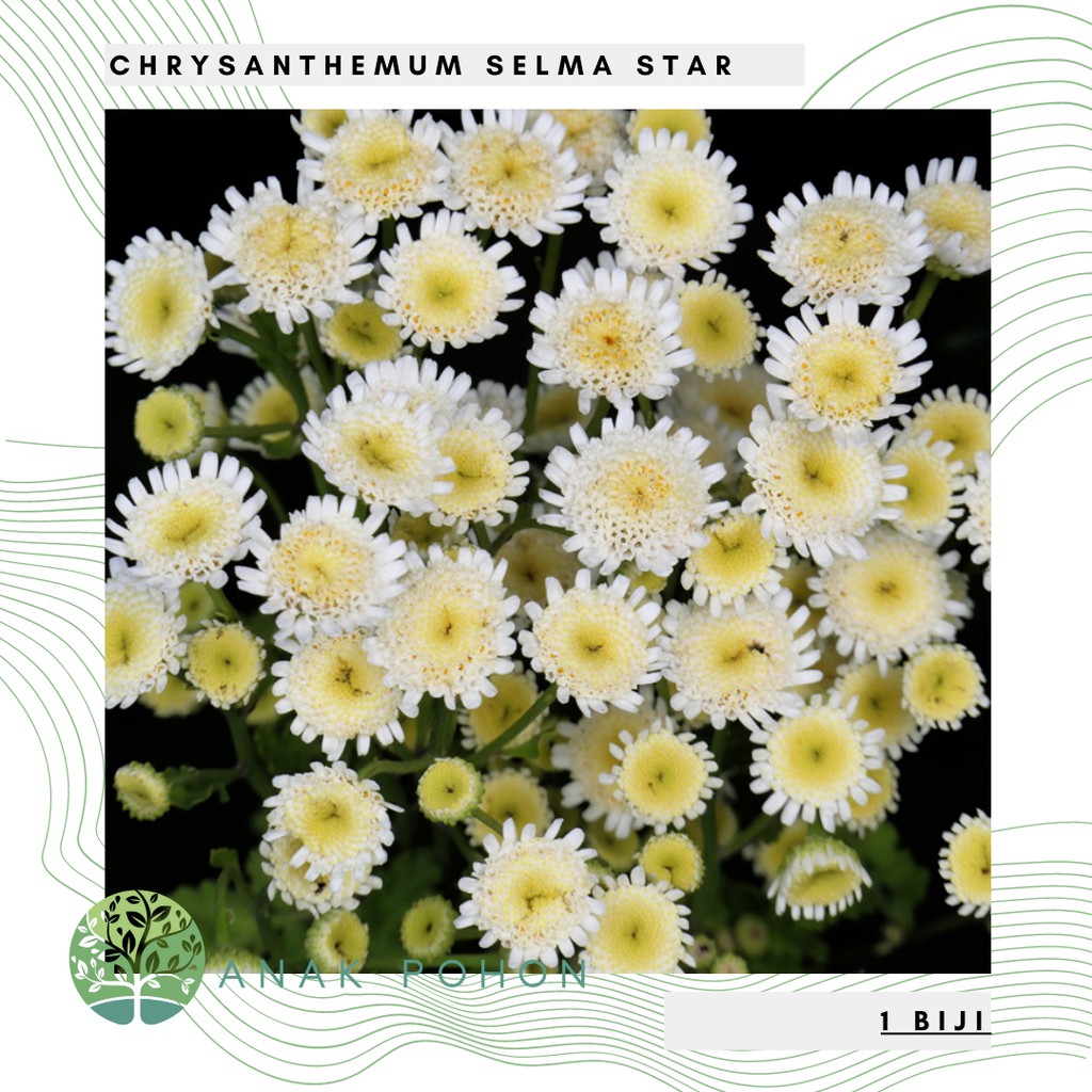 Benih Bibit Biji - Bunga Chrysanthemum Selma Star Flower Seeds - IMPORT