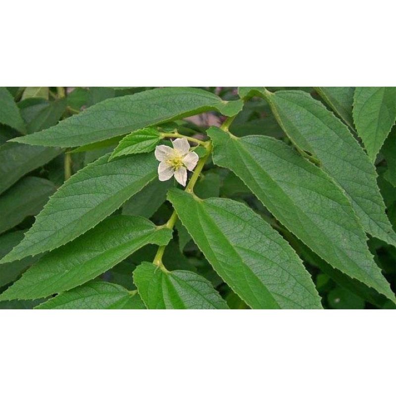

Daun kersen/hersen 300 gram segar