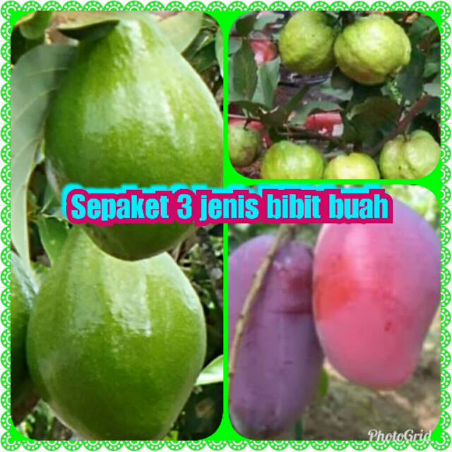 

sepaket3bibitbuahcepatbuah