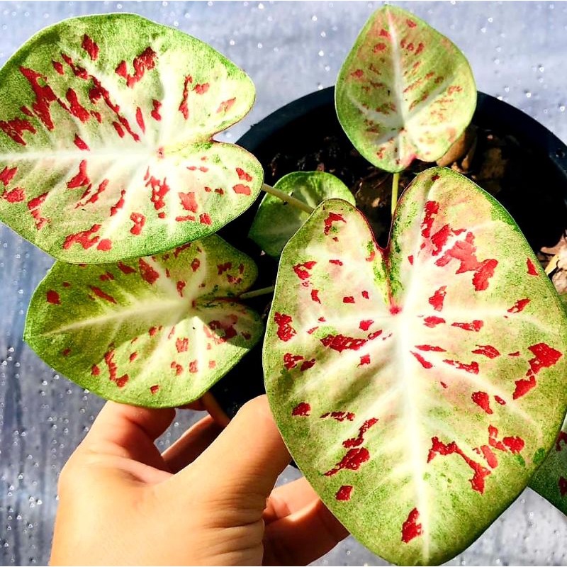 Keladi Yellow Leopard Splas Keladi Hias Caladium Tanaman Hias Keladi Tanaman Keladi Hidup Tanaman Hi